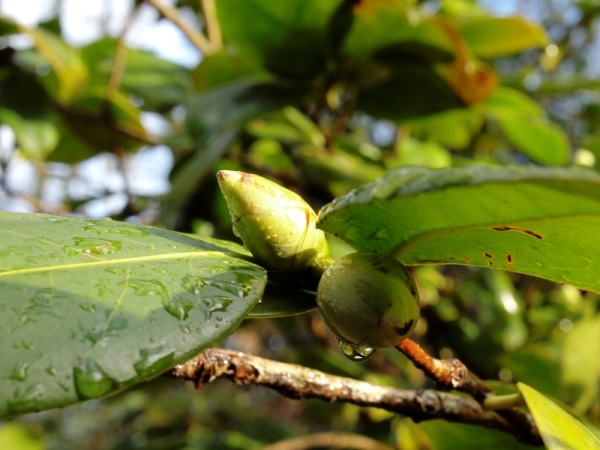 Rodhodendron et sa goutte.jpg